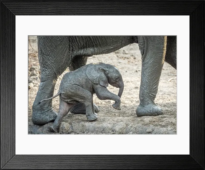 Framed Print : africa, Zimbabwe, Mana Pools National Park. A baby elephant walking out of the water with his mother Framed Print : africa, Zimbabwe, Mana Pools National Park. A baby elephant walking out of the water with his mother
