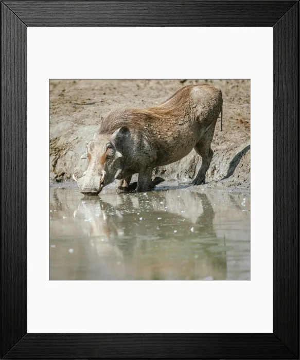 Framed Print : africa, Zimbabwe, Mana Pools National Park. A Warthog drinking and reflecting in the water Framed Print : africa, Zimbabwe, Mana Pools National Park. A Warthog drinking and reflecting in the water