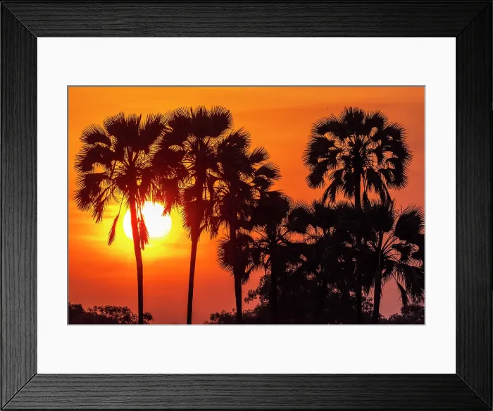 Framed Print : africa, Zimbabwe, Mana Pools National Park. Sunset with the palm trees Framed Print : africa, Zimbabwe, Mana Pools National Park. Sunset with the palm trees