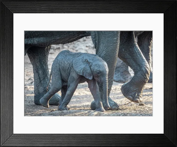 Framed Print : africa, Zimbabwe, Mana Pools National Park. A baby elephant walking out of the water with his mother Framed Print : africa, Zimbabwe, Mana Pools National Park. A baby elephant walking out of the water with his mother