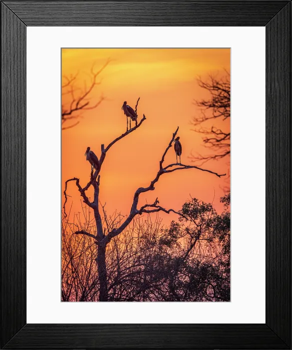 Framed Print : africa, Zimbabwe, Mana Pools National Park. Marabou storks on a tree silhouette at sunset Framed Print : africa, Zimbabwe, Mana Pools National Park. Marabou storks on a tree silhouette at sunset