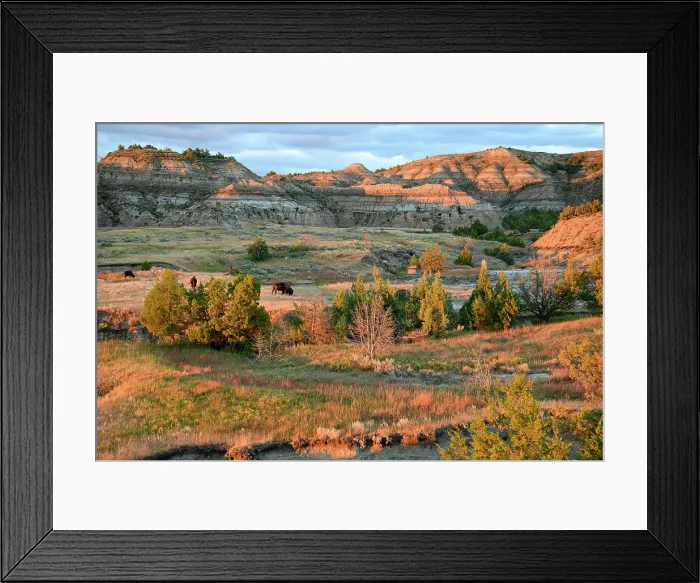 Framed Print : USA, Great Plains, North Dakota, Theodore Roosevelt, National Park, South Unit, Bison in Badlands Framed Print : USA, Great Plains, North Dakota, Theodore Roosevelt, National Park, South Unit, Bison in Badlands