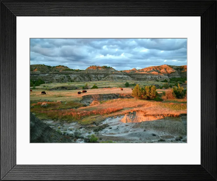 Framed Print : USA, Great Plains, North Dakota, Theodore Roosevelt, National Park, South Unit, Bison herd Framed Print : USA, Great Plains, North Dakota, Theodore Roosevelt, National Park, South Unit, Bison herd