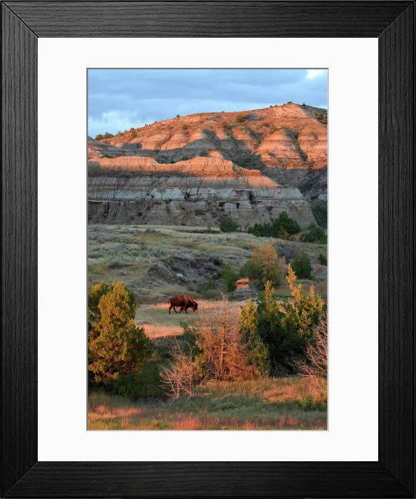 Framed Print : USA, Great Plains, North Dakota, Theodore Roosevelt, National Park, South Unit, Bison Framed Print : USA, Great Plains, North Dakota, Theodore Roosevelt, National Park, South Unit, Bison
