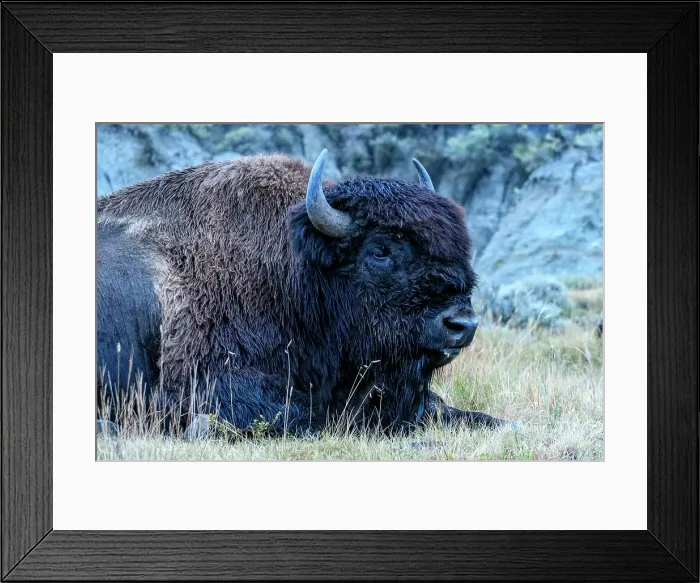Framed Print : USA, Great Plains, North Dakota, Theodore Roosevelt, National Park, South Unit, Bull Bison
