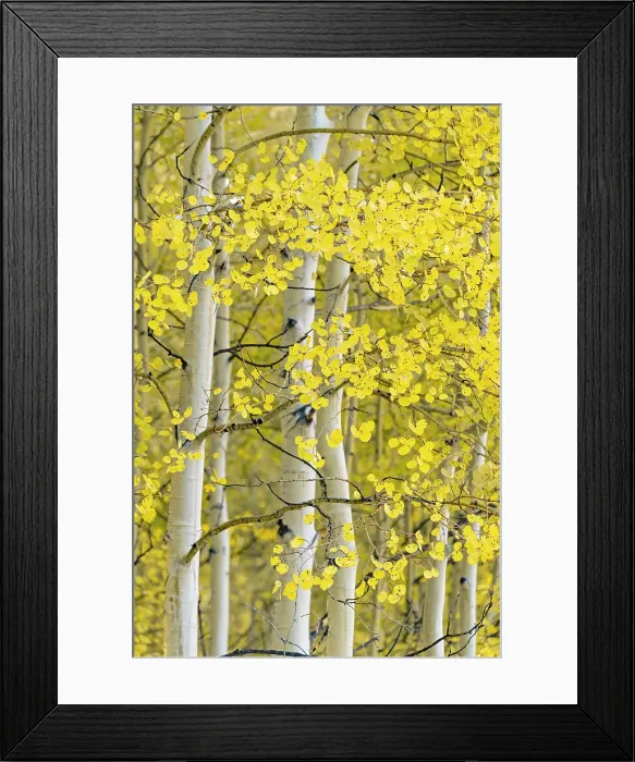 Framed Print : USA, Colorado, Telluride, Aspen trees Framed Print : USA, Colorado, Telluride, Aspen trees