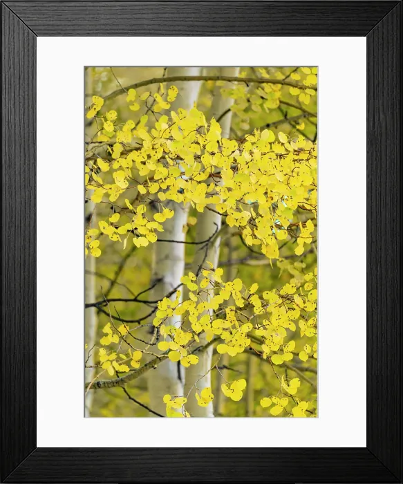 Framed Print : USA, Colorado, Telluride, Aspen trees Framed Print : USA, Colorado, Telluride, Aspen trees