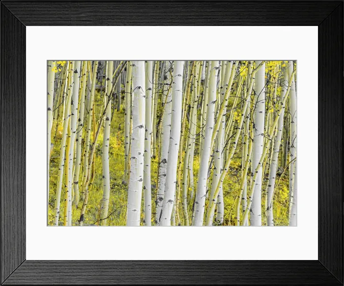 Framed Print : USA, Colorado, Telluride, Aspen trees Framed Print : USA, Colorado, Telluride, Aspen trees