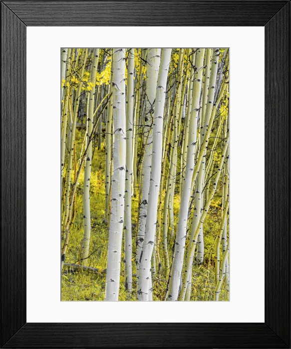 Framed Print : USA, Colorado, Telluride, Aspen trees