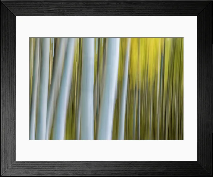 Framed Print : USA, Colorado, Telluride, Aspen trees Framed Print : USA, Colorado, Telluride, Aspen trees