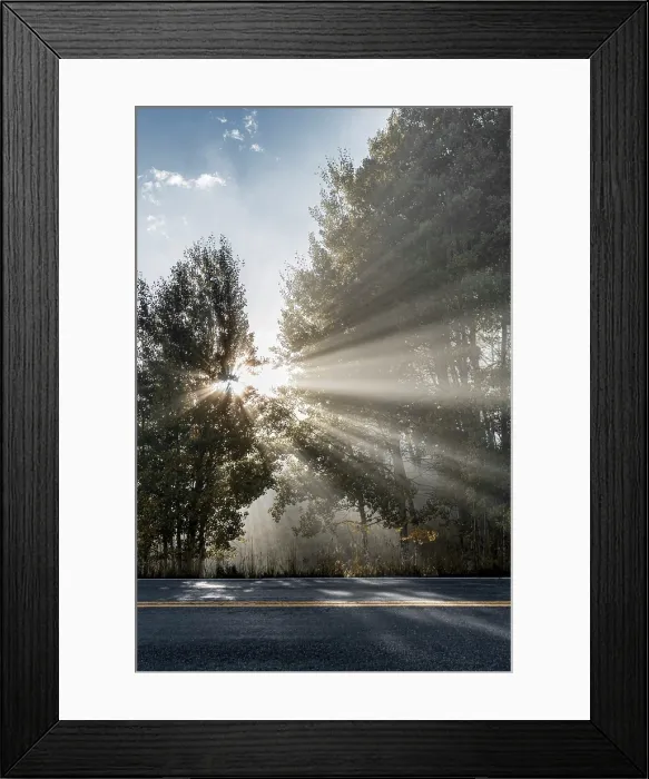 Framed Print : USA, Colorado, Telluride, Aspen trees Framed Print : USA, Colorado, Telluride, Aspen trees