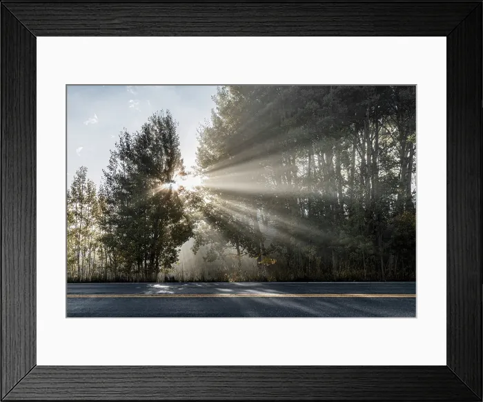 Framed Print : USA, Colorado, Telluride, Aspen trees Framed Print : USA, Colorado, Telluride, Aspen trees
