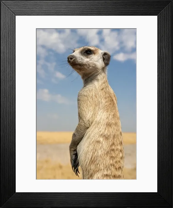 Framed Print : Botswana, Makgadikgadi. A meerkat keeps watch for predators in the dry Makgadikgadi pans of Botswana Framed Print : Botswana, Makgadikgadi. A meerkat keeps watch for predators in the dry Makgadikgadi pans of Botswana