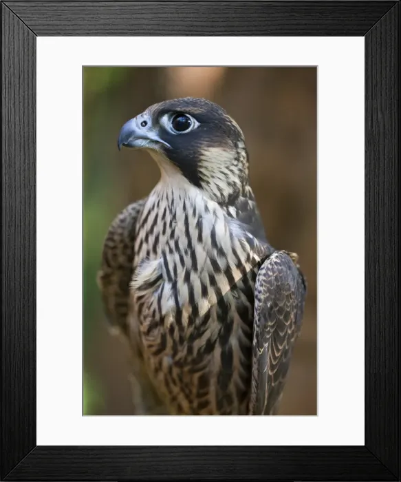 Framed Print : A Lanner Falcon, a common large falcon of the East African region. Nairobi, Kenya