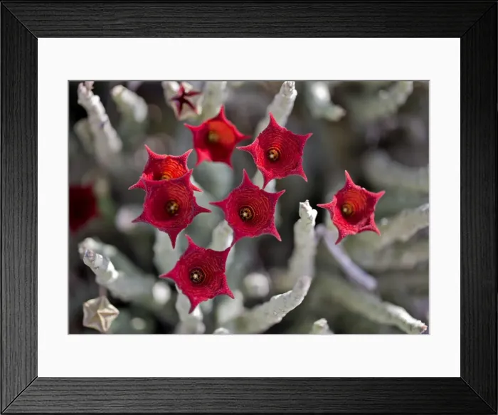 Framed Print : Caralluma socotrana, a beautiful succulent plant found only in Kenyas Magadi region Framed Print : Caralluma socotrana, a beautiful succulent plant found only in Kenyas Magadi region