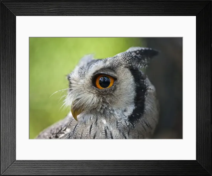 Framed Print : A portrait of a White-faced Scops-Owl, a species of small owl with ear tufts that are raised when the bird is disturbed Framed Print : A portrait of a White-faced Scops-Owl, a species of small owl with ear tufts that are raised when the bird is disturbed
