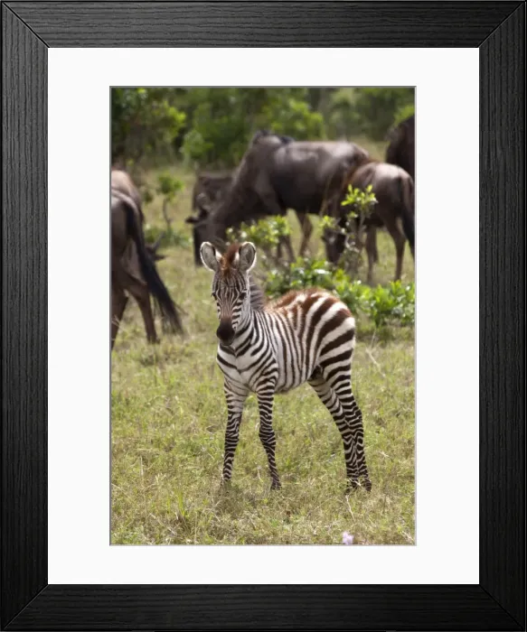 Framed Print : Kenya, Msai Mara. A young zebra stands alone, in front of a herd of wildebeest Framed Print : Kenya, Msai Mara. A young zebra stands alone, in front of a herd of wildebeest