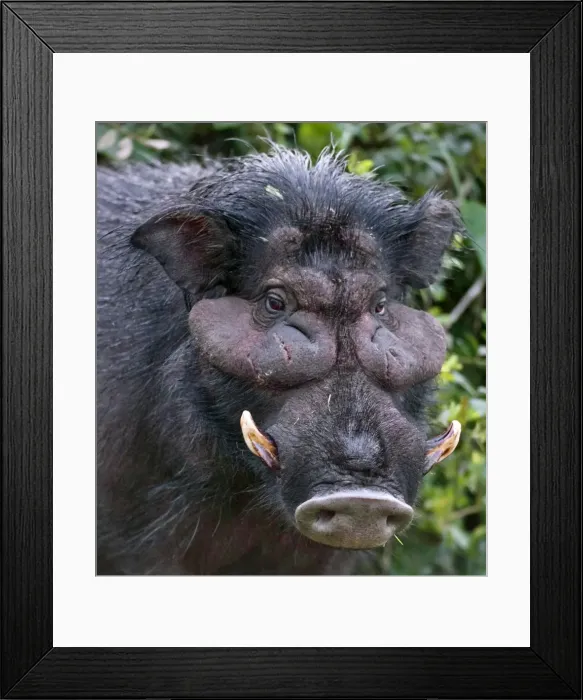 Framed Print : A rarely seen Giant Hog in the Salient of the Aberdare National Park. Kenya Framed Print : A rarely seen Giant Hog in the Salient of the Aberdare National Park. Kenya