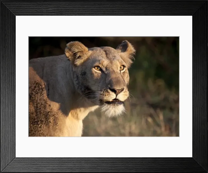 Framed Print : Kenya, Msai Mara. A lioness strides purposely in the early morning light Framed Print : Kenya, Msai Mara. A lioness strides purposely in the early morning light