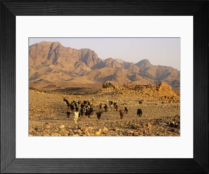 Framed Print : Jordan, Dana Biosphere Reserve, Wadi Feynan. A flock of Bedouin-owned goats stroll by a collapsed tower at Khirbet Feynan, an ancient and now ruined Byzantine town, in Framed Print : Jordan, Dana Biosphere Reserve, Wadi Feynan. A flock of Bedouin-owned goats stroll by a collapsed tower at Khirbet Feynan, an ancient and now ruined Byzantine town, in