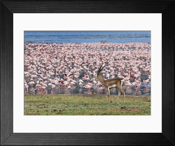 Framed Print : A grants gazelle walks past thousands of lesser flamingos feeding on algae along the shores of Lake Bogoria which is one of a series of alkaline lakes in Kenyas Rift Valley system Framed Print : A grants gazelle walks past thousands of lesser flamingos feeding on algae along the shores of Lake Bogoria which is one of a series of alkaline lakes in Kenyas Rift Valley system