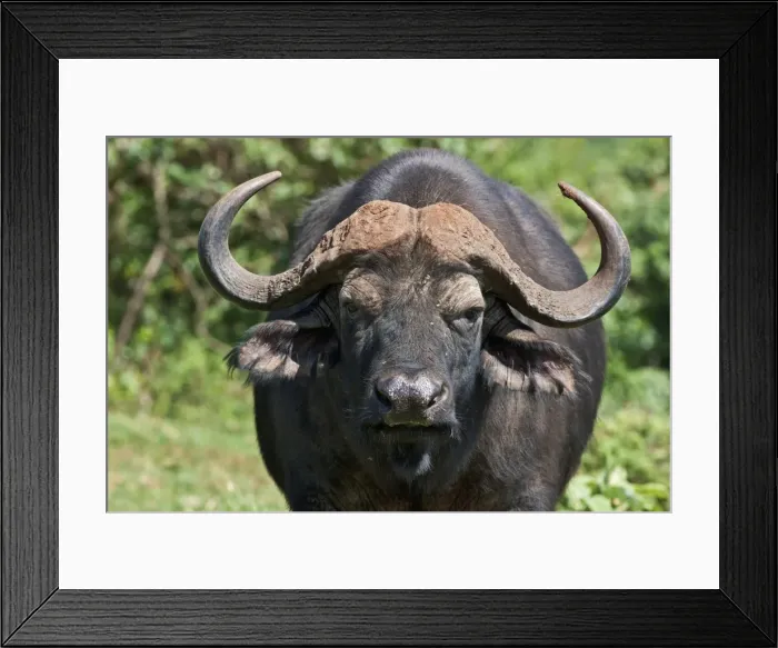 Framed Print : A Cape buffalo in the Aberdare National Park Framed Print : A Cape buffalo in the Aberdare National Park