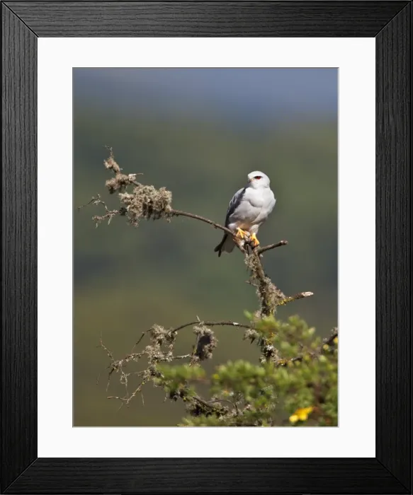 Framed Print : A Pygmy falcon perches on a dead branch of St Johns wort on the moorlands of the Aberdare Mountains Framed Print : A Pygmy falcon perches on a dead branch of St Johns wort on the moorlands of the Aberdare Mountains