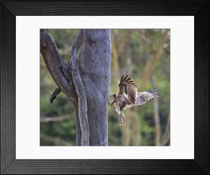 Framed Print : An immature African Harrier-Hawk, or Gymnogene, claws out grubs in the holes of a dead tree made by borer beetles. Fully-grown birds often steal the young of swifts and weavers from cavity nests using their long flexible legs to probe for Framed Print : An immature African Harrier-Hawk, or Gymnogene, claws out grubs in the holes of a dead tree made by borer beetles. Fully-grown birds often steal the young of swifts and weavers from cavity nests using their long flexible legs to probe for