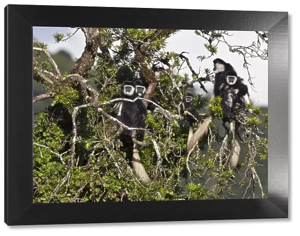 A family group of black and white Guereza Colobus monkeys in the forests of the Aberdare Mountains