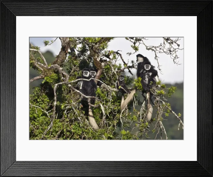 Framed Print : A family group of black and white Guereza Colobus monkeys in the forests of the Aberdare Mountains Framed Print : A family group of black and white Guereza Colobus monkeys in the forests of the Aberdare Mountains