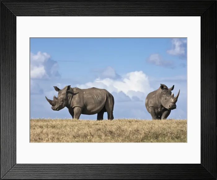 Framed Print : White rhinos in Solio Game Ranch Framed Print : White rhinos in Solio Game Ranch