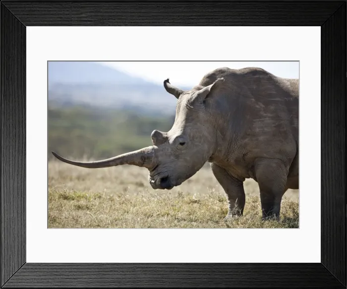 Framed Print : A female white rhino with a fine horn Framed Print : A female white rhino with a fine horn