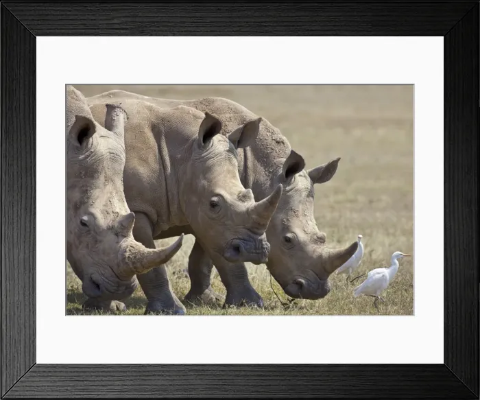 Framed Print : Cattle Egrets often follow close to white rhinos and other wild animals as they graze the vegetation of Framed Print : Cattle Egrets often follow close to white rhinos and other wild animals as they graze the vegetation of