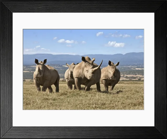 Framed Print : White rhinos in Solio Game Ranch with the Aberdare Mountains in the background Framed Print : White rhinos in Solio Game Ranch with the Aberdare Mountains in the background