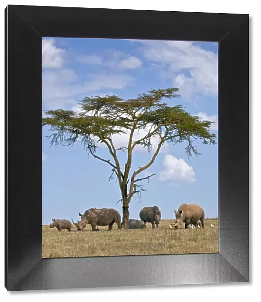 Towards mid-day, white rhinos gather around the shade of an acacia tree to slumber
