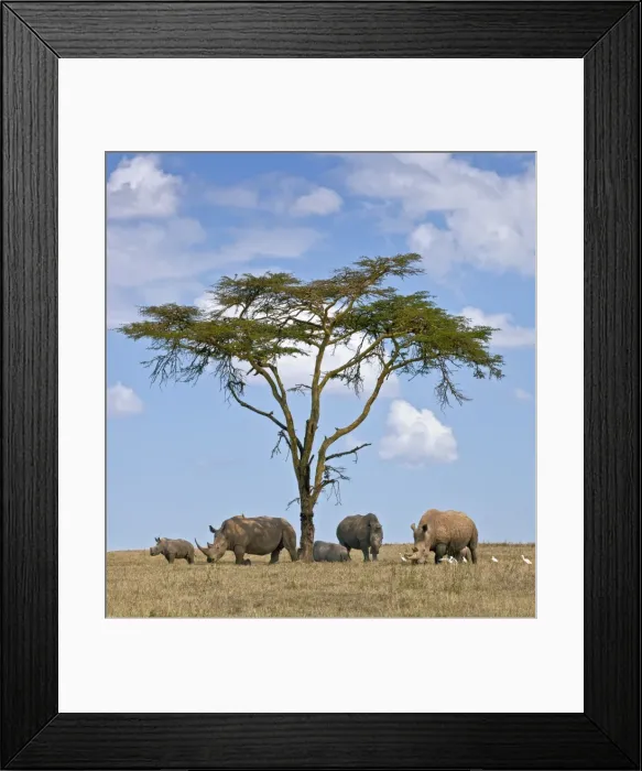 Framed Print : Towards mid-day, white rhinos gather around the shade of an acacia tree to slumber Framed Print : Towards mid-day, white rhinos gather around the shade of an acacia tree to slumber
