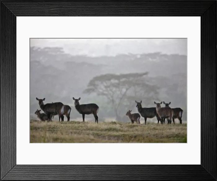 Framed Print : A small herd of Defassa waterbuck stand in the open during a rainstorm Framed Print : A small herd of Defassa waterbuck stand in the open during a rainstorm