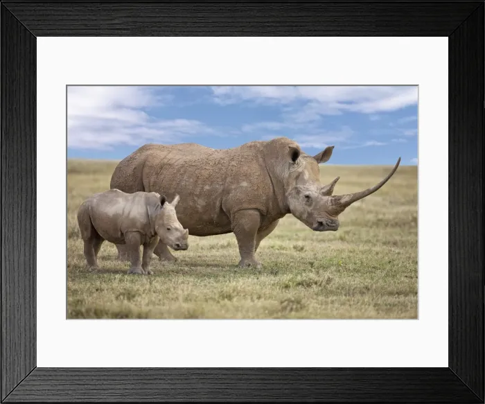 Framed Print : A fine White rhino mother and calf in Solio Game Ranch Framed Print : A fine White rhino mother and calf in Solio Game Ranch