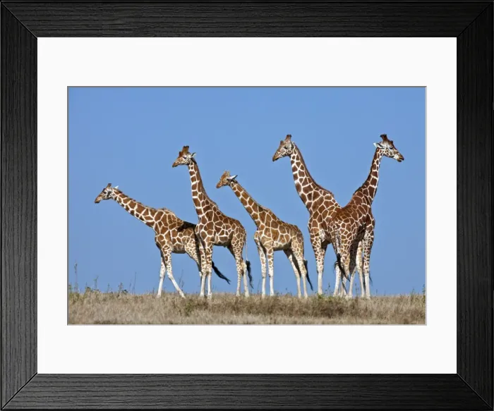 Framed Print : A small herd of Reticulated giraffes Framed Print : A small herd of Reticulated giraffes
