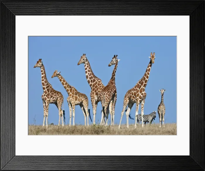 Framed Print : A herd of Reticulated giraffes with common zebra in the background Framed Print : A herd of Reticulated giraffes with common zebra in the background