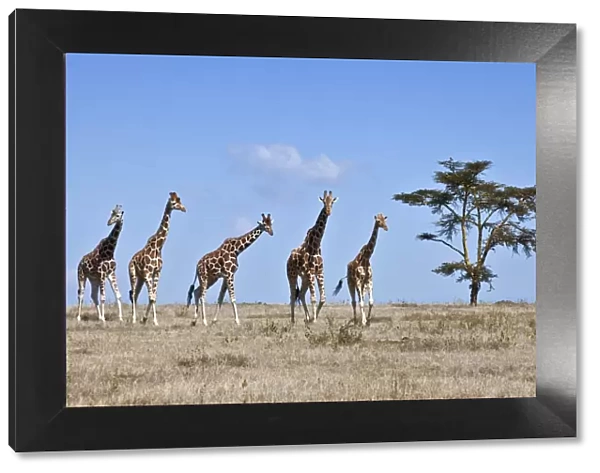 A small herd of Reticulated giraffes crosses an open plain