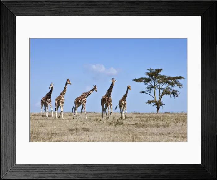 Framed Print : A small herd of Reticulated giraffes crosses an open plain Framed Print : A small herd of Reticulated giraffes crosses an open plain
