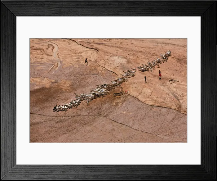 Framed Print : Samburu children water their familys goats at a waterhole dug in a seasonal river bed Framed Print : Samburu children water their familys goats at a waterhole dug in a seasonal river bed
