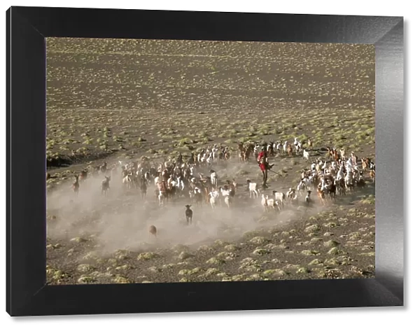 A Turkana man herds his goats in the semi-desert terrain near the southeastern shoreline of Lake Turkana