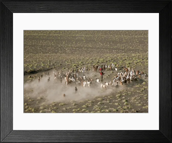 Framed Print : A Turkana man herds his goats in the semi-desert terrain near the southeastern shoreline of Lake Turkana Framed Print : A Turkana man herds his goats in the semi-desert terrain near the southeastern shoreline of Lake Turkana