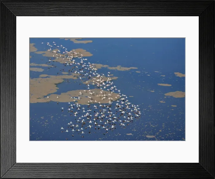 Framed Print : Lesser flamingos flying over Lake Logipi, a seasonal alkaline or soda lake at the northern end of
