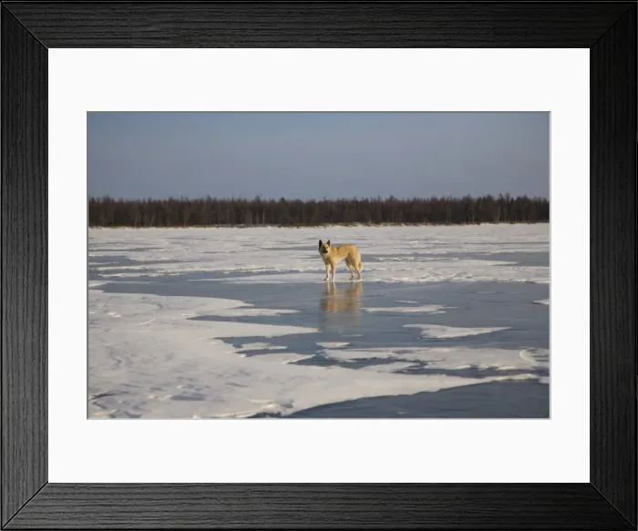 Framed Print : Russia, Siberia, Baikal; A wolf on frozen lake baikal Framed Print : Russia, Siberia, Baikal; A wolf on frozen lake baikal