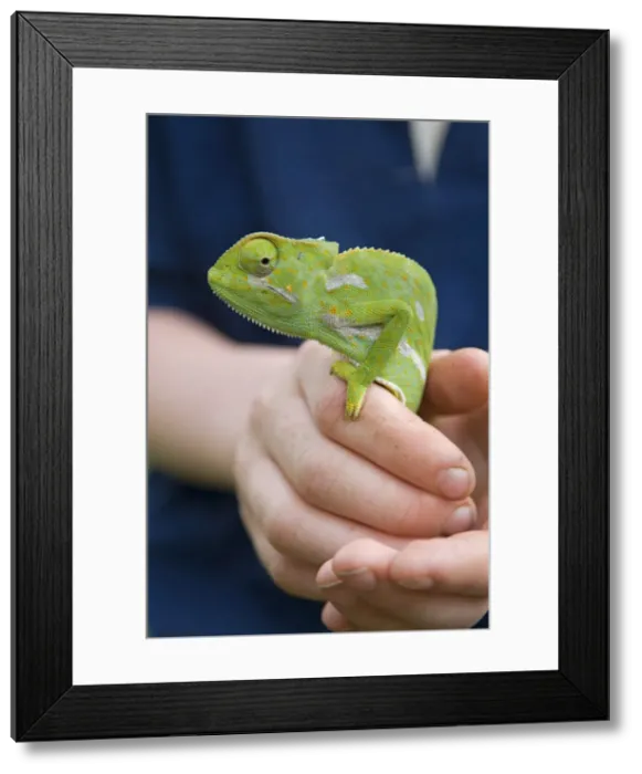 Framed Print : Kenya, Laikipia, Ol Malo. A visitor holds up a chameleon during a game walk at Ol Malo Framed Print : Kenya, Laikipia, Ol Malo. A visitor holds up a chameleon during a game walk at Ol Malo