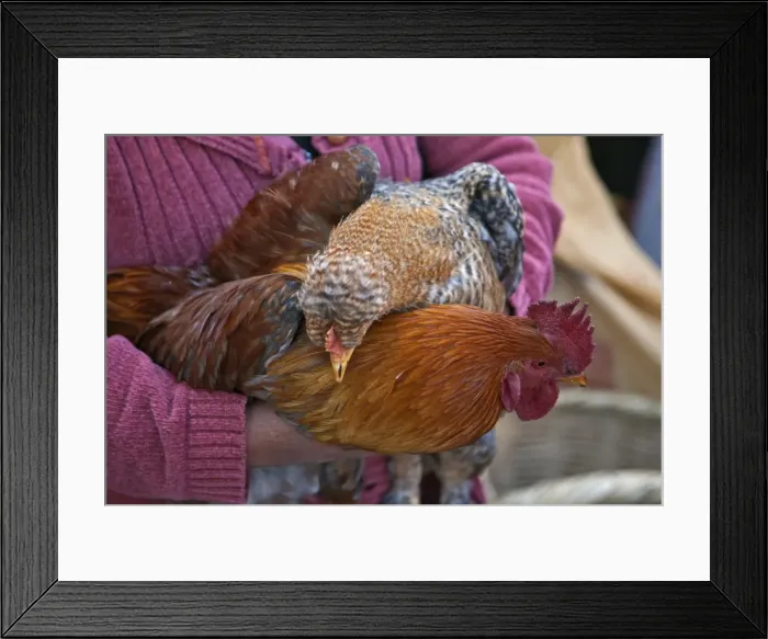 Framed Print : Ecuador, Plump cockerels and chickens are sold at the weekly farmers market at Sangolqui Framed Print : Ecuador, Plump cockerels and chickens are sold at the weekly farmers market at Sangolqui