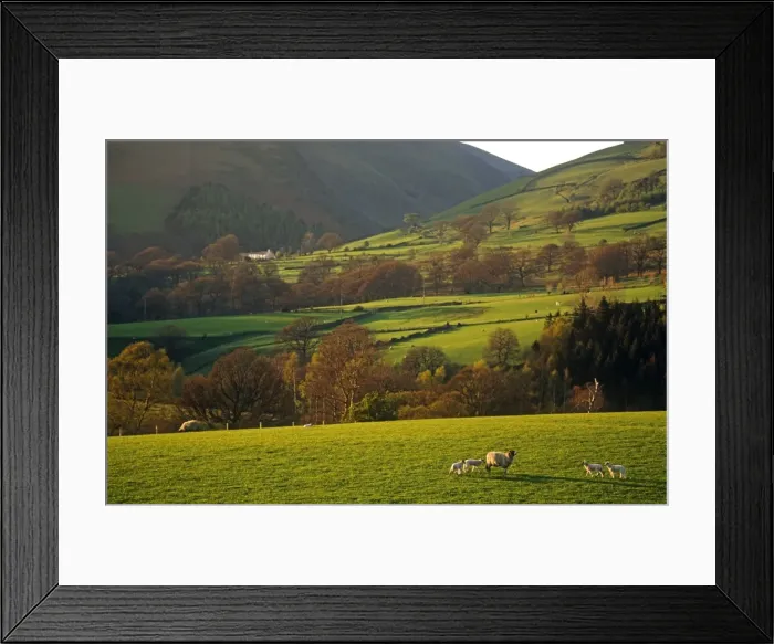 Framed Print : Sheep grazing on the slopes of Blencathra, The Lake District, Cumbria, England Framed Print : Sheep grazing on the slopes of Blencathra, The Lake District, Cumbria, England